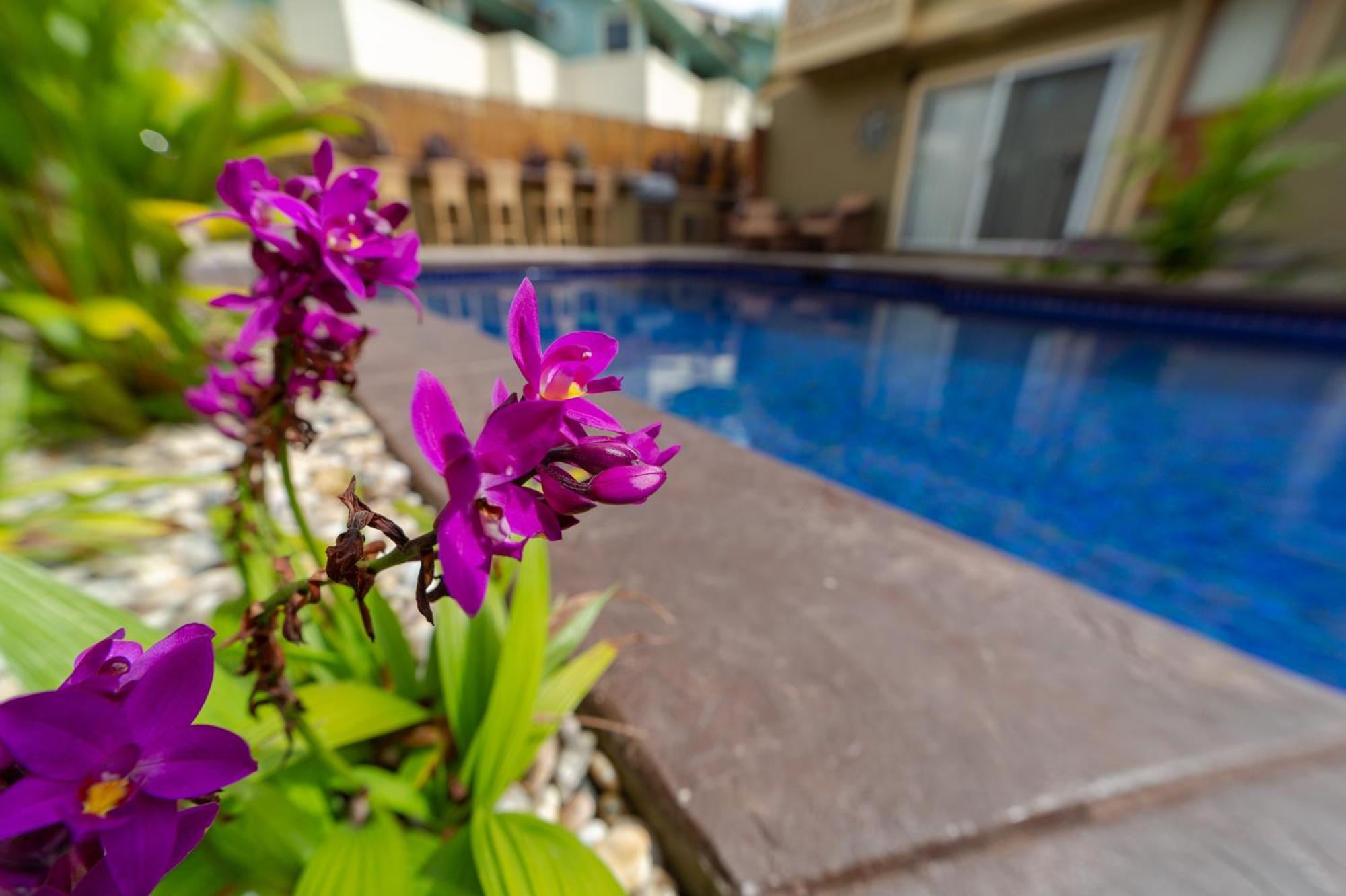 Bamboo Suite, 1 Bedroom, Sleeps 4, Pool & Bbq, Pre-Renovation Summer Sale Kihei Ngoại thất bức ảnh
