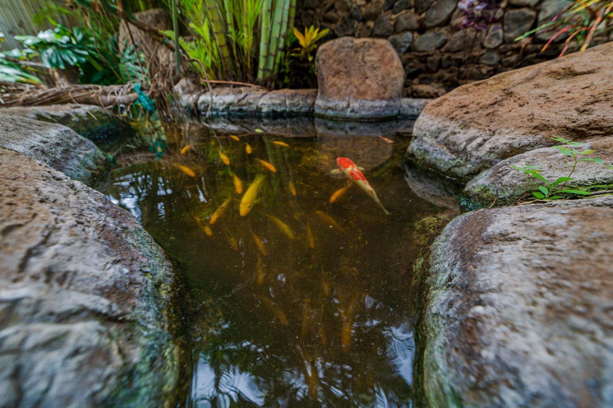 Bamboo Suite, 1 Bedroom, Sleeps 4, Pool & Bbq, Pre-Renovation Summer Sale Kihei Ngoại thất bức ảnh